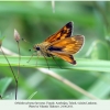 ochlodes sylvanus hyrcanus female2